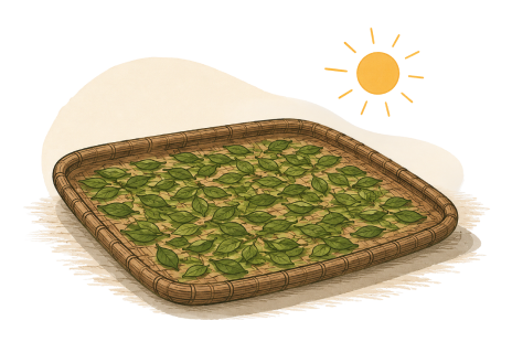 Sidr tree leaves drying on a woven tray
